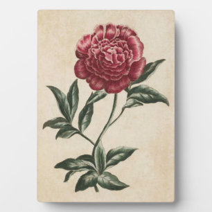 Vintage botanische Blütenperse Fotoplatte
