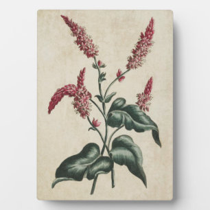 Vintage botanische Blütenpersikaria Fotoplatte