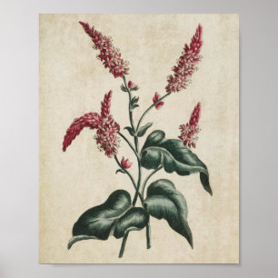 Vintage botanische Blütenpersikaria Poster