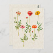 Vintage botanische Calendula-Illustration Postkarte (Vorne/Hinten)
