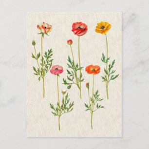Vintage botanische Calendula-Illustration Postkarte