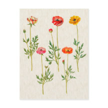 Vintage botanische Calendula-Illustration