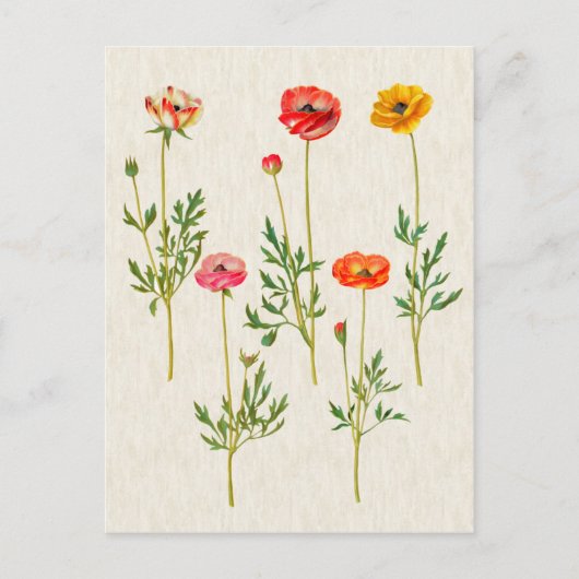 Vintage botanische Calendula-Illustration Postkarte (Vorderseite)