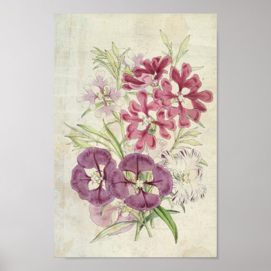 Vintage botanische Clarkias Poster (Vorne)