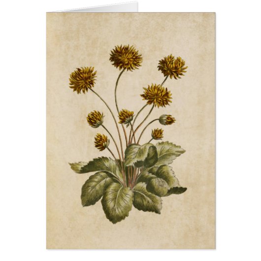 Vintage botanische Crowfoot Illustration (Vorne)