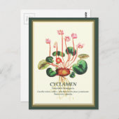Vintage botanische Cyclamen Blume Postkarte (Vorne/Hinten)
