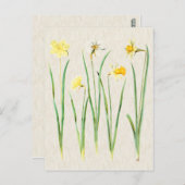 Vintage botanische Daffodil Illustration Postkarte (Vorne/Hinten)