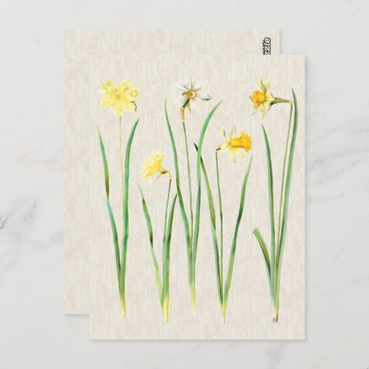 Vintage botanische Daffodil Illustration Postkarte (Vorne/Hinten)