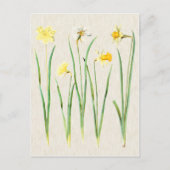 Vintage botanische Daffodil Illustration Postkarte (Vorderseite)