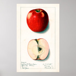 Vintage botanische Darstellung von Apple Poster