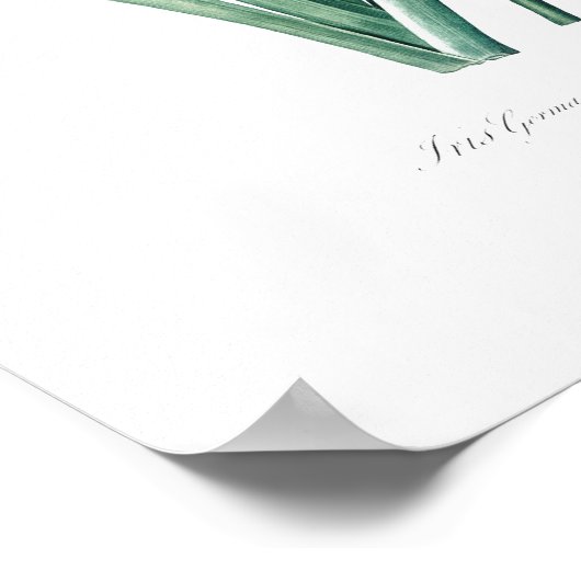 VINTAGE BOTANISCHE "DEUTSCHE IRIS" REDOUTÉ POSTER (Ecke)