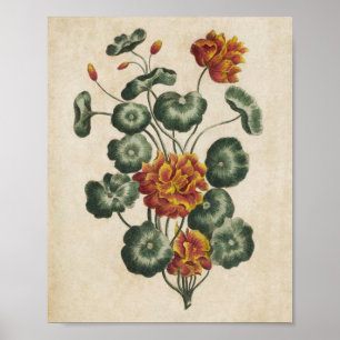 Vintage botanische Doppelkleider Poster