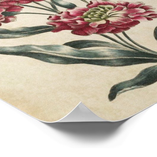 Vintage botanische doppelte Blütendrucke Poster (Ecke)