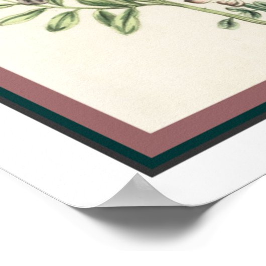 Vintage botanische Druckausgabe 16x20 Poster (Ecke)