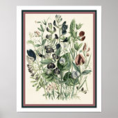 Vintage botanische Druckausgabe 16x20 Poster (Vorne)