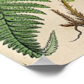 Vintage botanische Druckausgabe - Ferns Poster (Ecke)