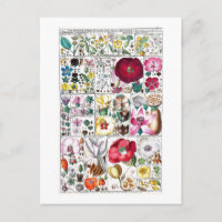 VINTAGE BOTANISCHE ERHEBUNG POSTCARD