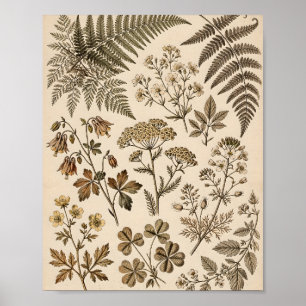 Vintage Botanische Exemplare Kräuter Wandkunst Dru Poster