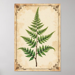 Vintage botanische Farn-Studien-Kunst Poster