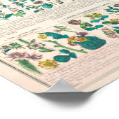 Vintage botanische Flora Erziehung Poster (Ecke)
