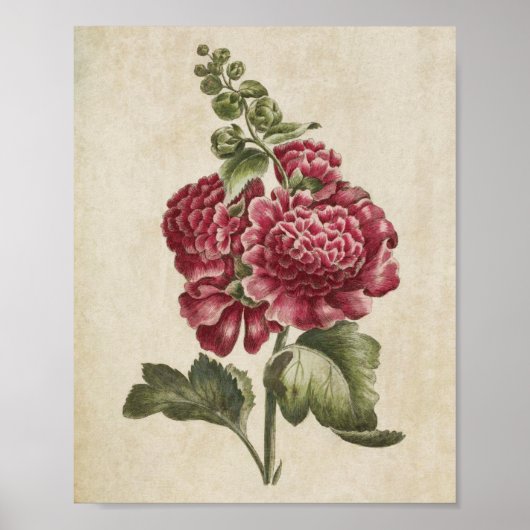 Vintage Botanische Flora Hollyhock Print Poster (Vorne)