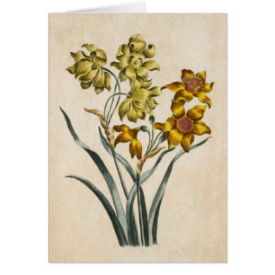Vintage botanische Floral Jonquil Illustration