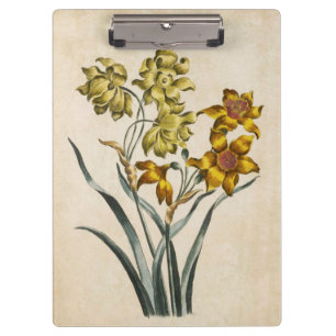 Vintage botanische Floral Jonquil Illustration Klemmbrett