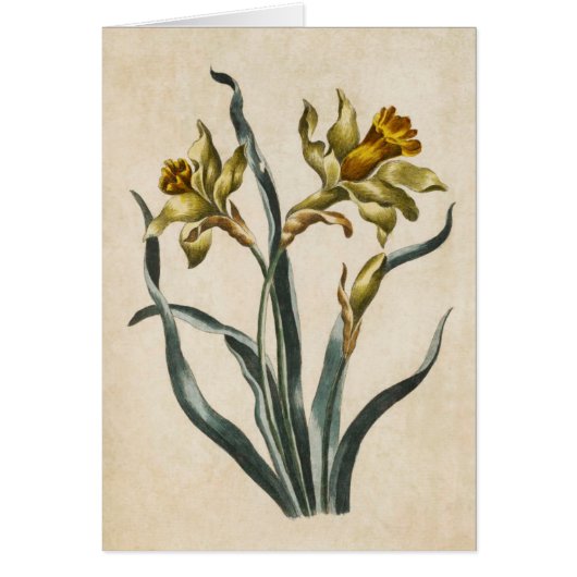 Vintage botanische florale Darmblüte (Vorne)