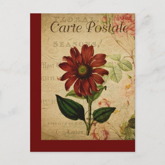 Vintage Botanische Französische Postkarte Echinace (Vorderseite)