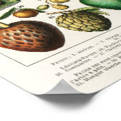 Vintage botanische FruchtIllustration Poster (Ecke)