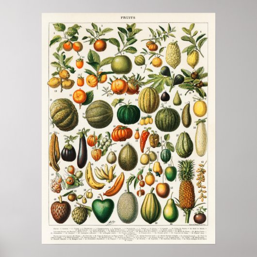 Vintage botanische FruchtIllustration Poster (Vorne)