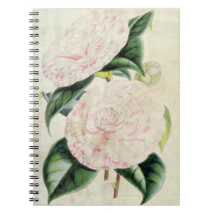 Vintage botanische Grafen von Derby Kamellia Notizblock
