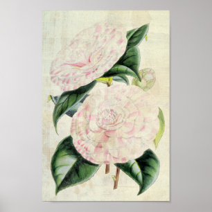 Vintage botanische Grafen von Derby Kamellia Poster