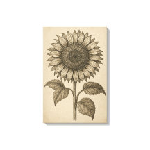 Vintage botanische Gravur des Sonnenblumenkopfes