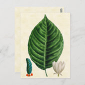 Vintage botanische Gurkenbaum-Illustration Postkarte (Vorne/Hinten)