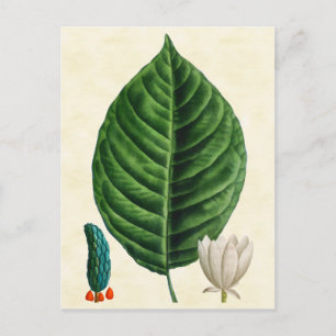 Vintage botanische Gurkenbaum-Illustration Postkarte