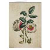 Vintage botanische Hellebore-Illustration (Vorne)