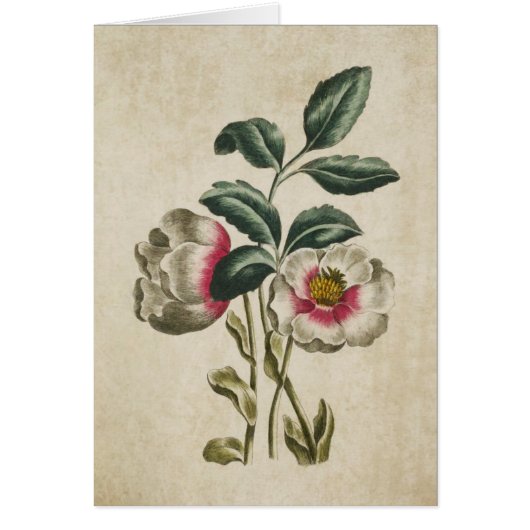 Vintage botanische Hellebore-Illustration (Vorne)