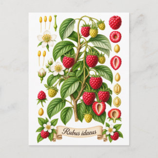 Vintage botanische Himbeer-Illustration Postkarte