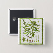 Vintage botanische Illustration, 1897 - Unkraut Button (Vorne & Hinten)