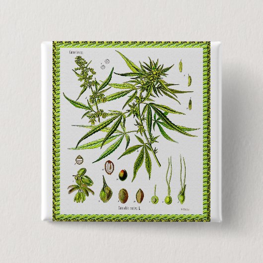 Vintage botanische Illustration, 1897 - Unkraut Button (Vorderseite)