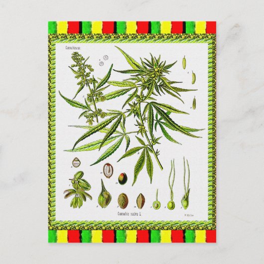 Vintage botanische Illustration, 1897 - Unkraut Postkarte (Vorderseite)