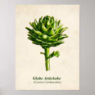 Vintage botanische Illustration, Artischocke Poster