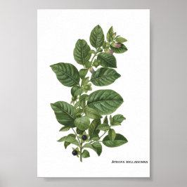 Vintage Botanische Illustration Atropa Belladonna Poster