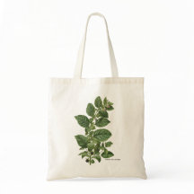 Vintage Botanische Illustration Atropa Belladonna