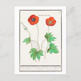 Vintage botanische Illustration Blume Postkarte