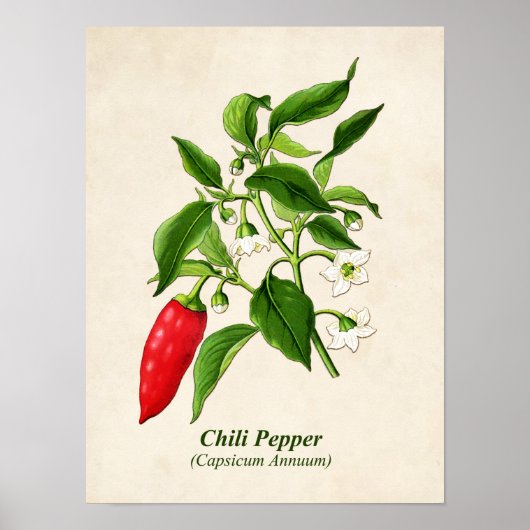 Vintage botanische Illustration, Chili Pepper Poster (Vorne)