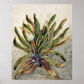Vintage-Botanische Illustration der Bergmargerite Poster (Vorne)