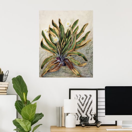 Vintage-Botanische Illustration der Bergmargerite Poster (Heimbüro)