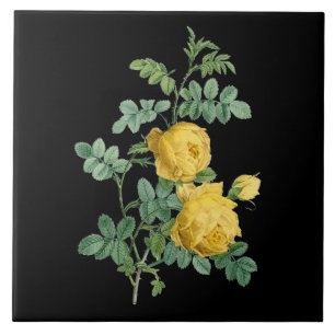 Vintage botanische Illustration der gelben Rose Fliese